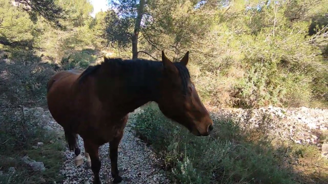 Gorges de la Goutine, un cheval 🐎 nous suit partout ! On le ramène à Pierre Droite ❤️