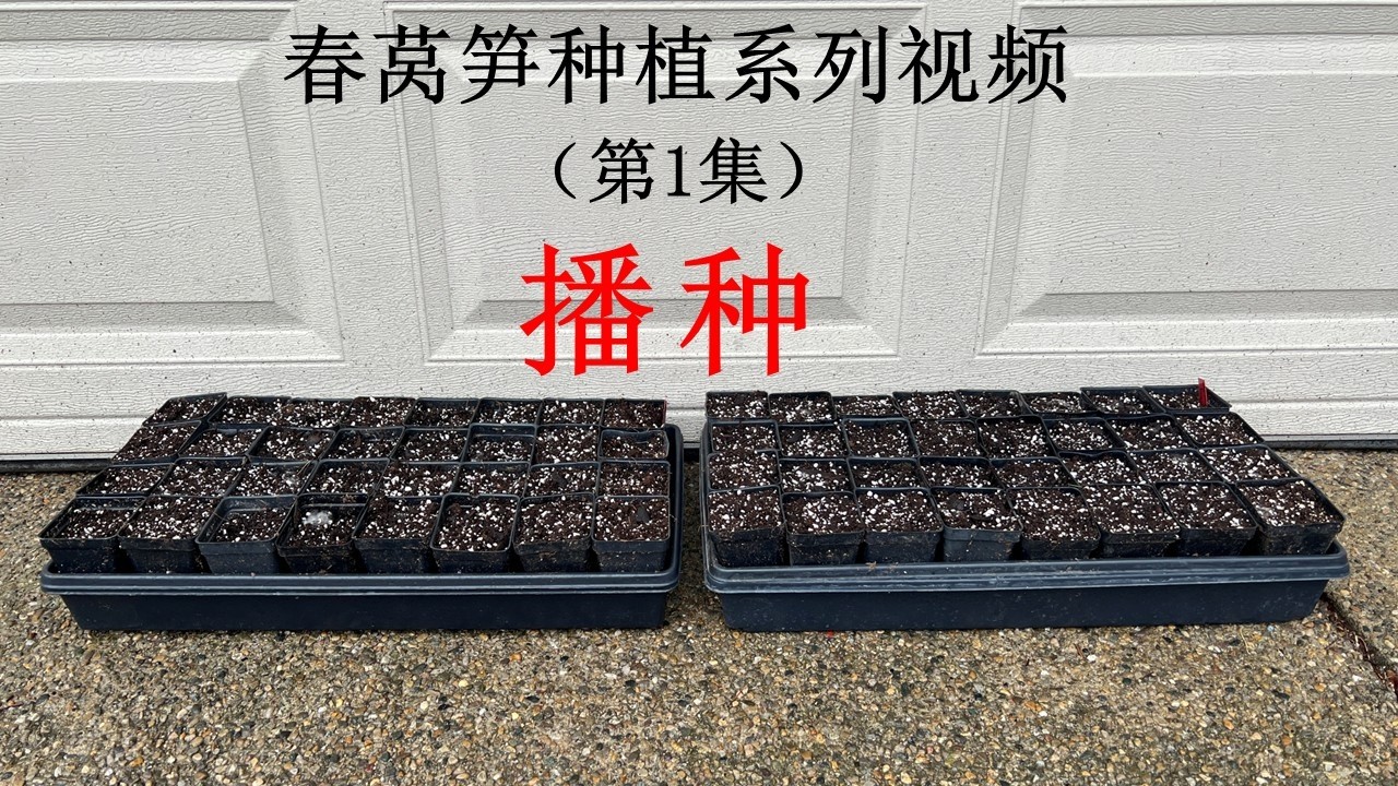 春莴笋种植系列视频（第1集）：播种