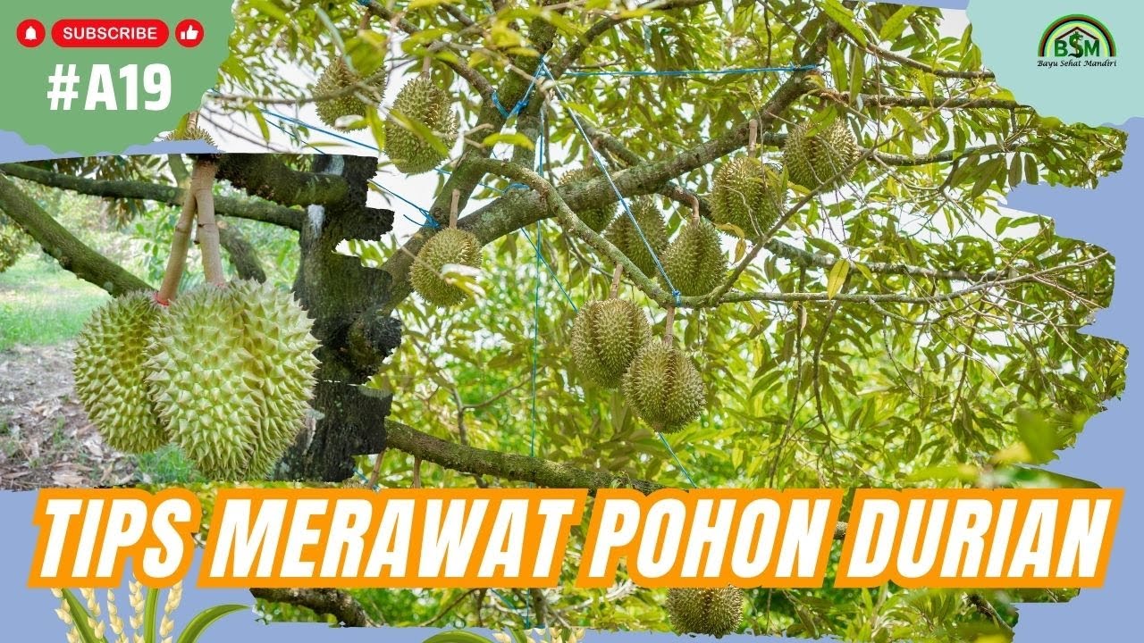 LAKUKAN INI JIKA ANDA MEMILIKI POHON DURIAN