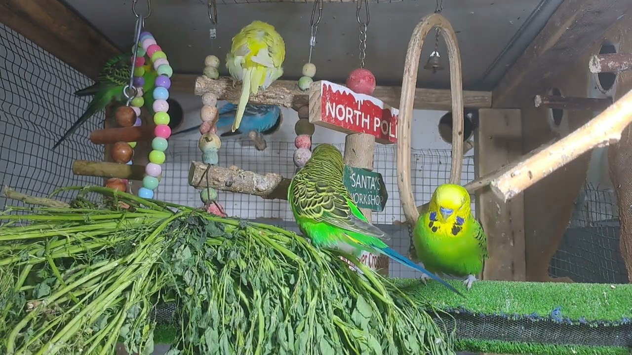 “Talkative parrot vibes 💬🦜 #FunnyPets #Trend”
