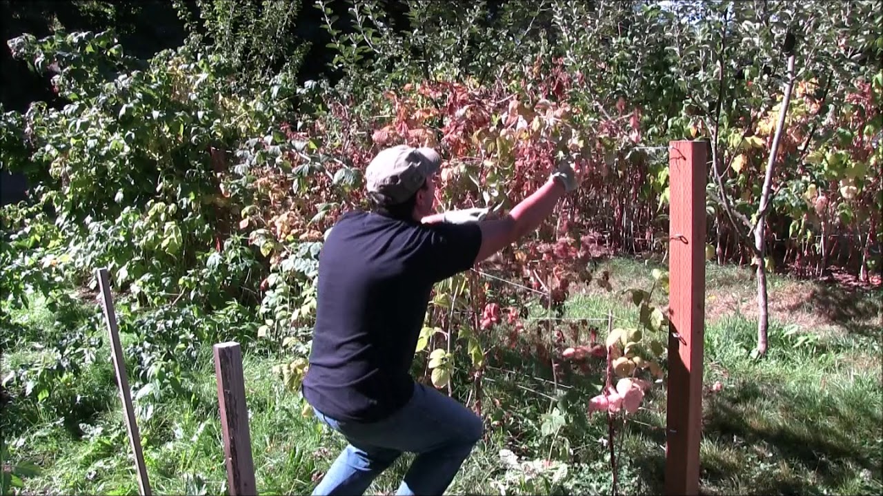 How to prune summer bearing raspberries