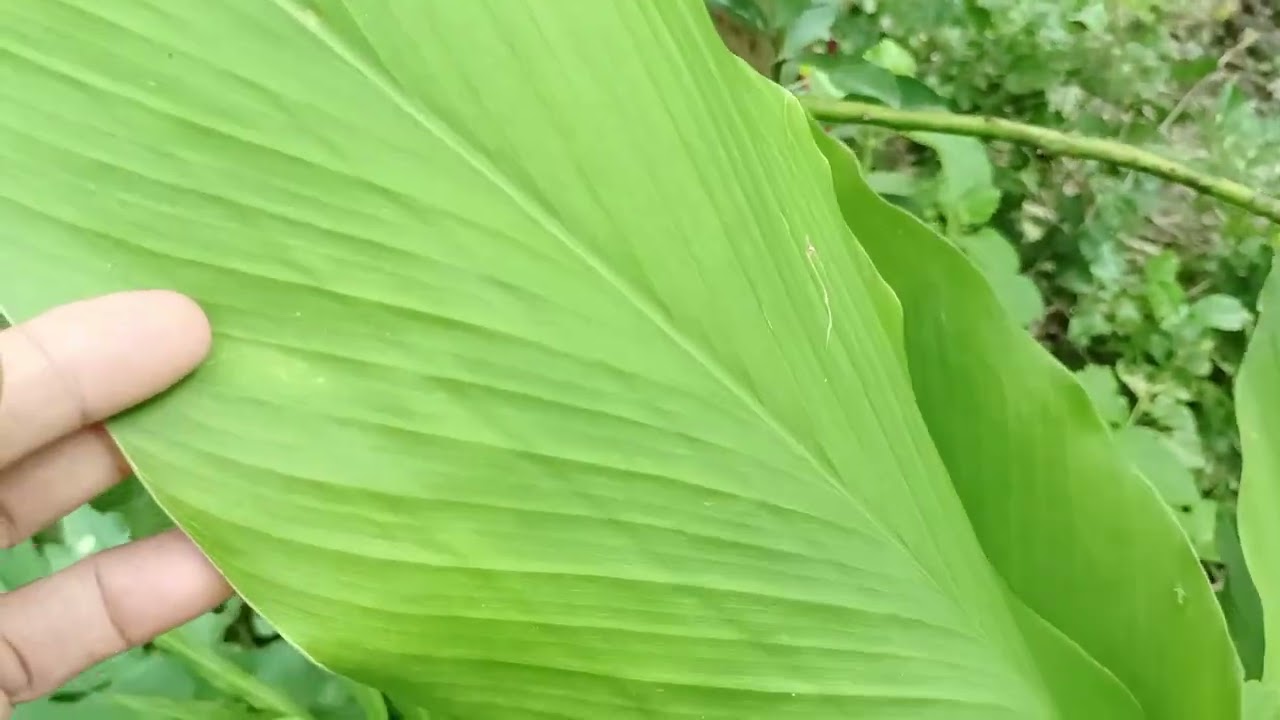 Nakakita na ba kayo ng Turmeric flower or bulaklak ng luyang dilaw?