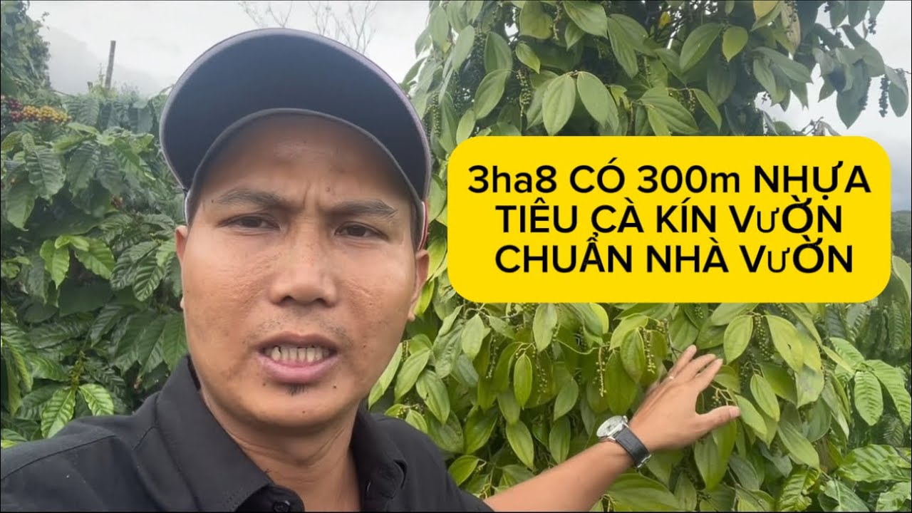 3ha8 ôm đường nhựa kín tiêu cà giá tốt lh 0979601651 #bdsdaknong #muabandatgiare #datvuongiare 