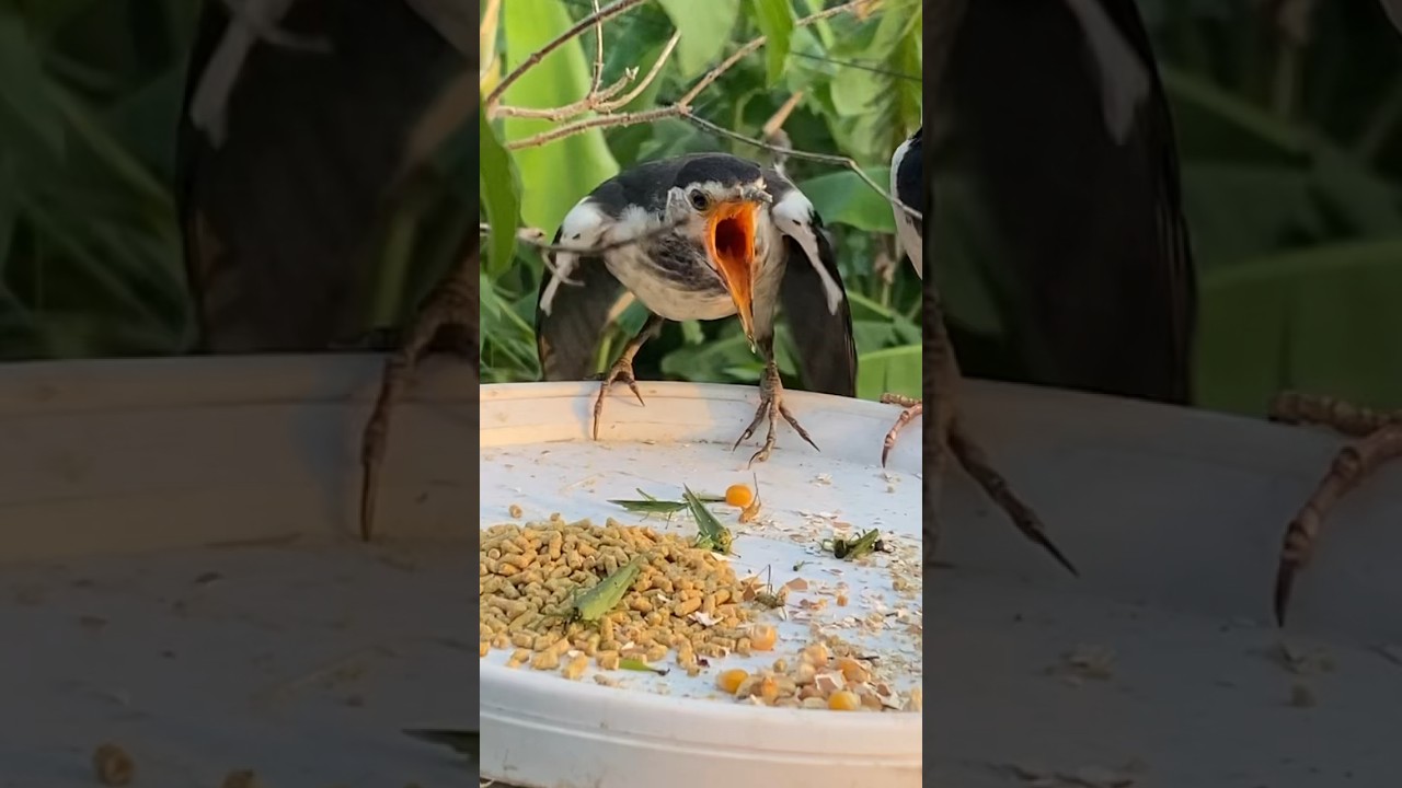Birds For Cats 🐱 CAT TV Birds Sound 