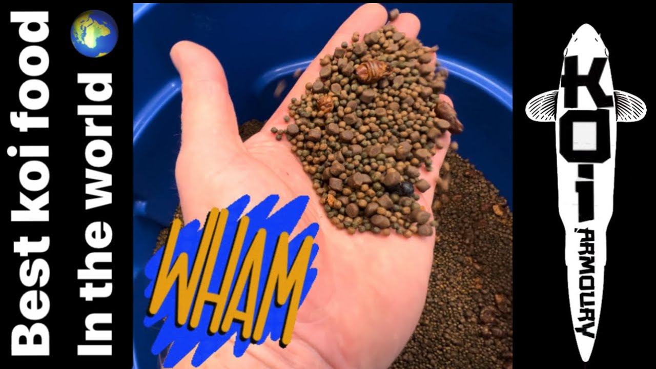 Моя смесь кормов для кои для максимального объёма тела!!!!! Держу кулачки 🤞🏻
