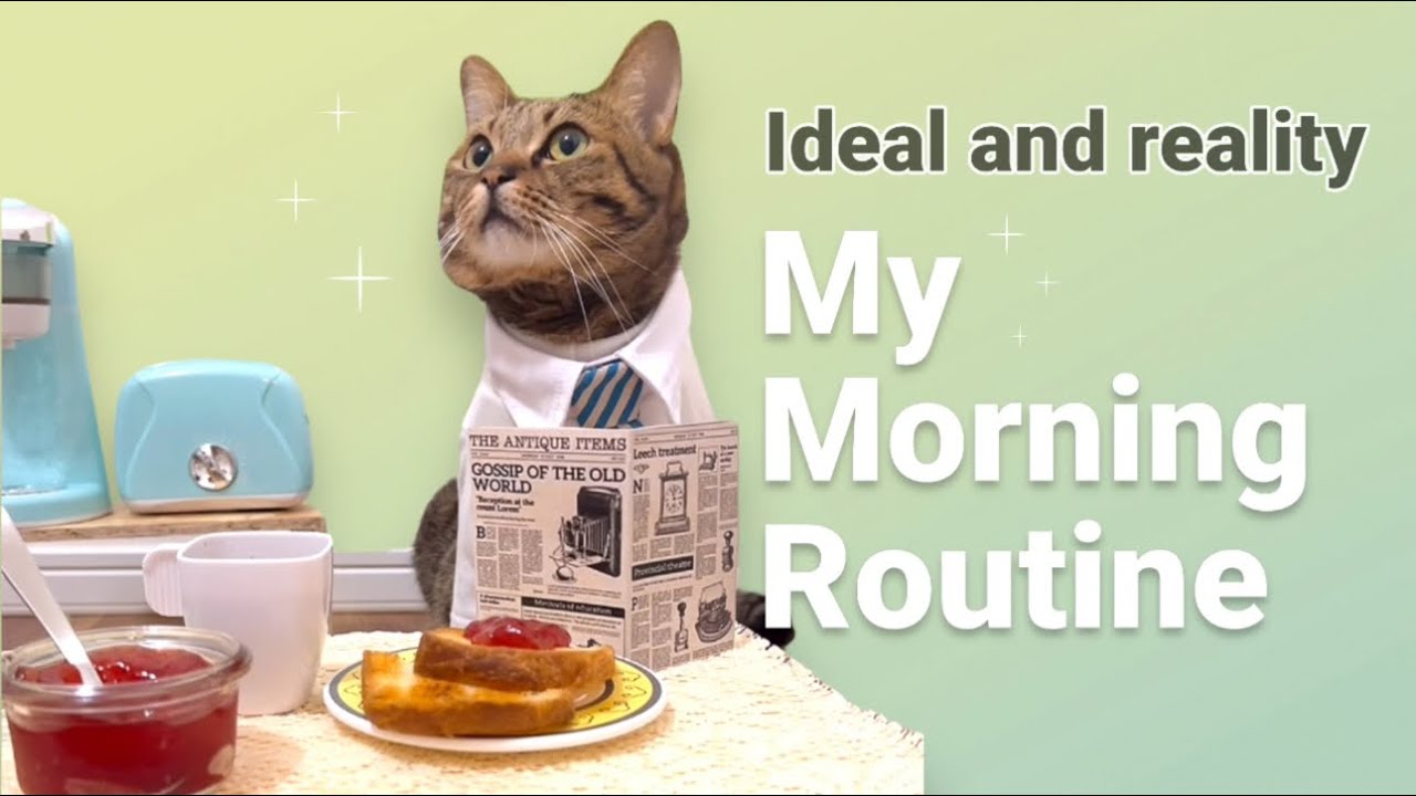 Funny Cats Comedy / The ideal and reality of my morning routine😸☕️🍞