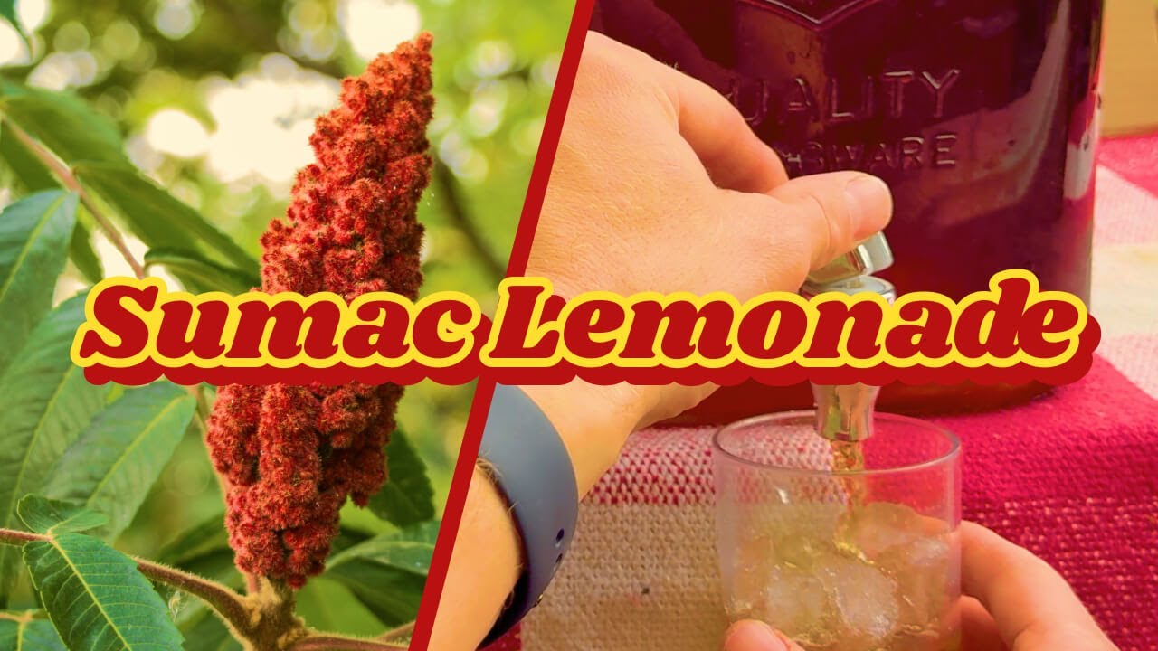 Foraging Sumac to Make Lemonade: From Bobs to Beverage