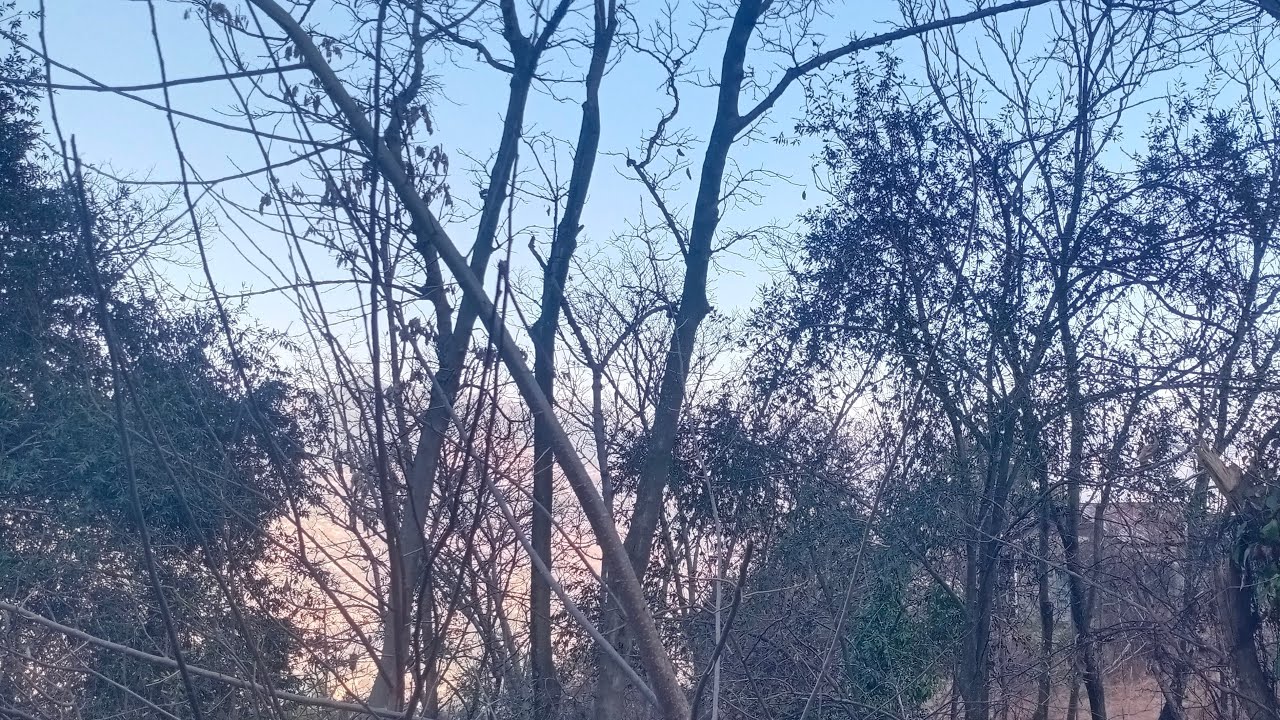 Birds sounds without music | Relaxtion Sounds for sleeping | Meditation