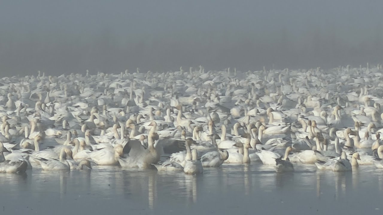 Hiking Trail - Bird Watching - Colusa National Wildlife Refuge | 1/14/2026