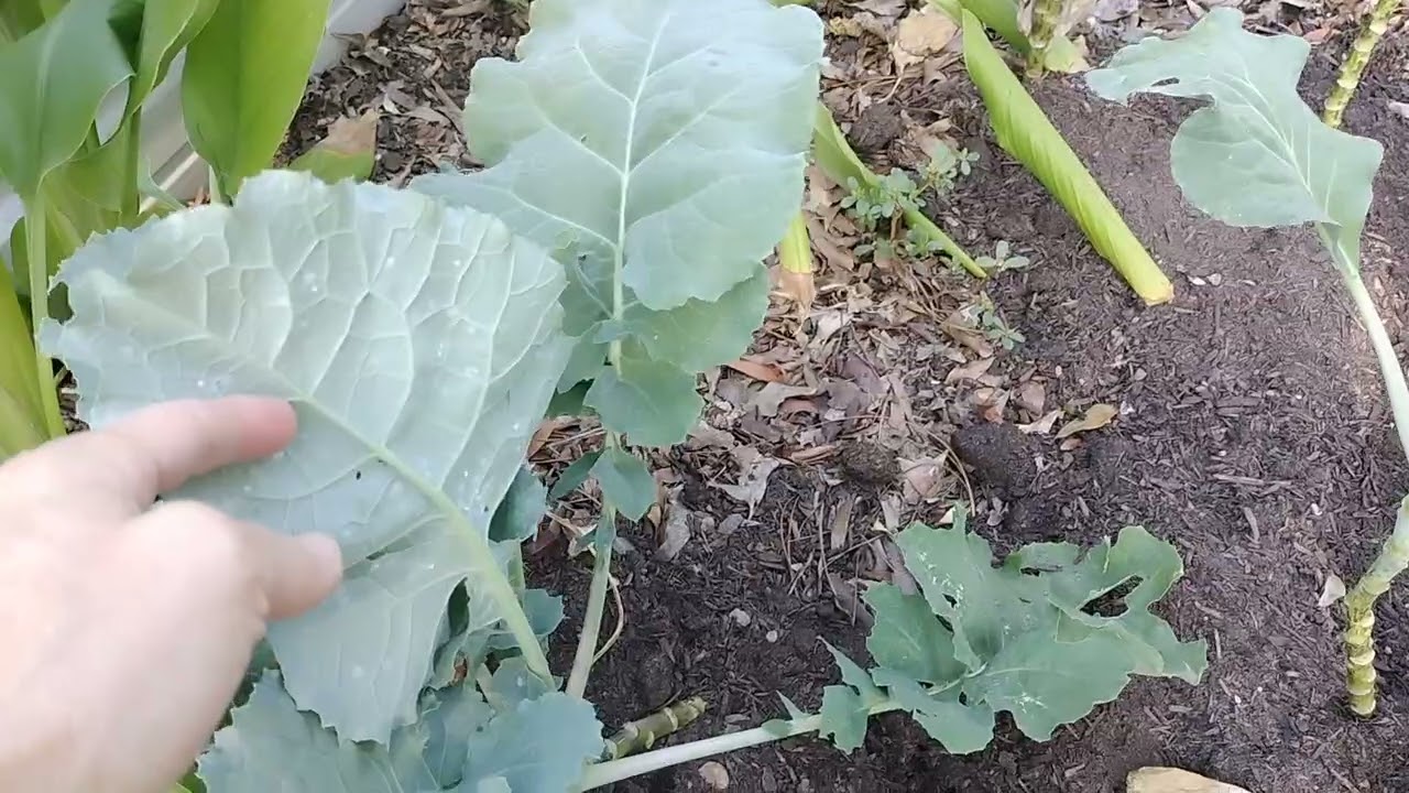 Did you know collards & kale are Biennials? What?