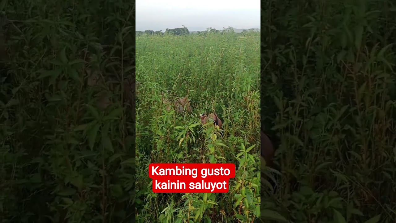 kambing Kumain ng saluyot #kambing