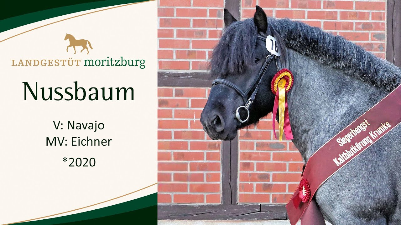NUSSBAUM v. Navajo - Eichner
