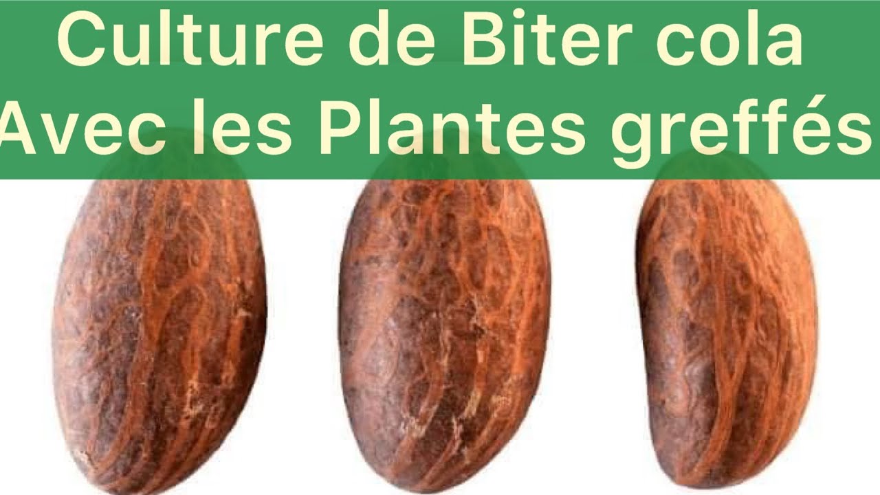 Voici comment produire le Biter cola en 4 ans ! Maîtrisez la Culture de Bitter Cola en Afrique