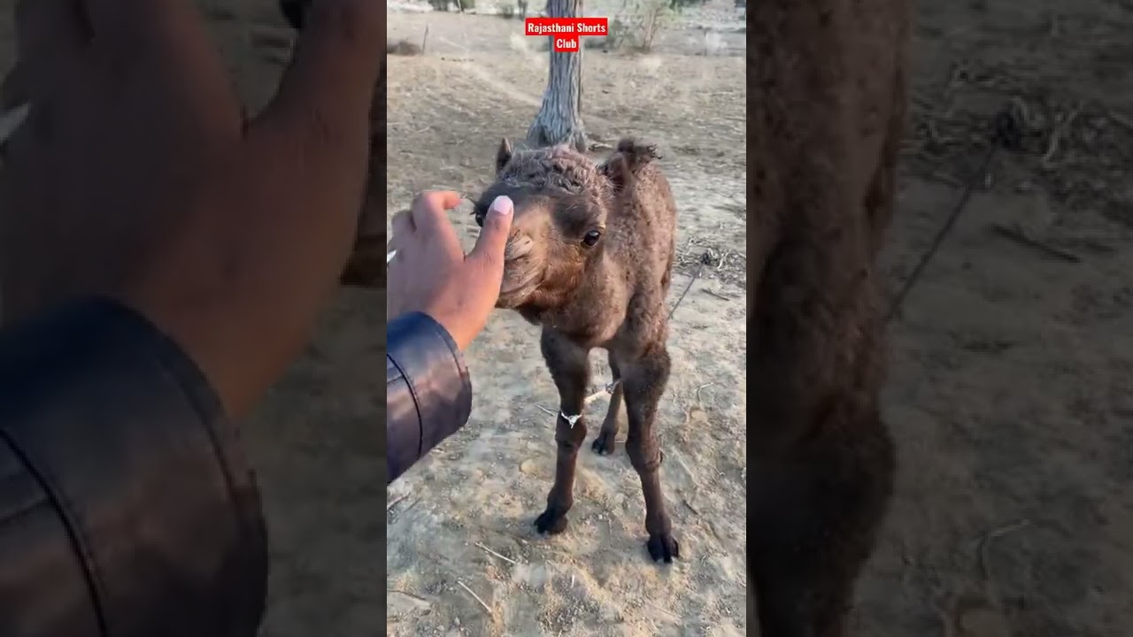 Camel Calf