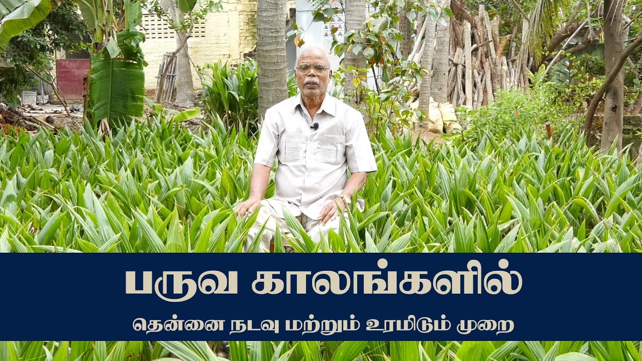 தென்னை மரம் உரம் வைக்கும்முறை