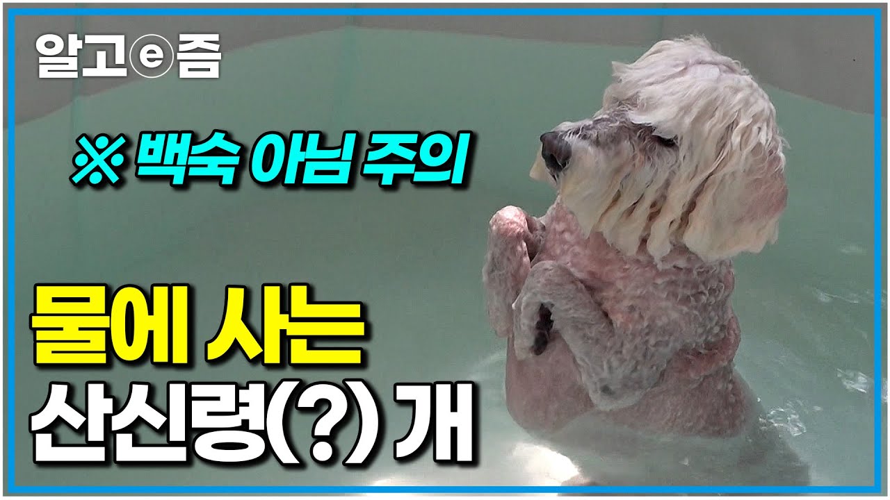 하루 종일 물에 들어가려고 하고 한번 들어가면 나오질 않는 물개(犬)! 몸을 벌벌 떨면서까지 물에서 안 나오는 개｜세상에 나쁜 개는 없다｜알고e즘