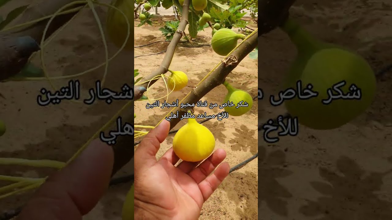 مزرعة الأخ مساعد مظفر أهلي بالإمارات العربية المتحدة الشارقة