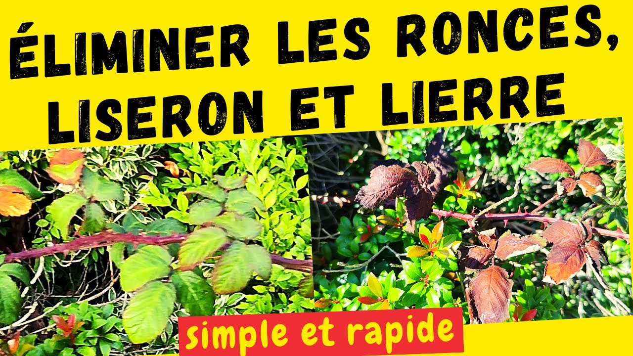 Éliminer les ronces , méthode simple et efficace