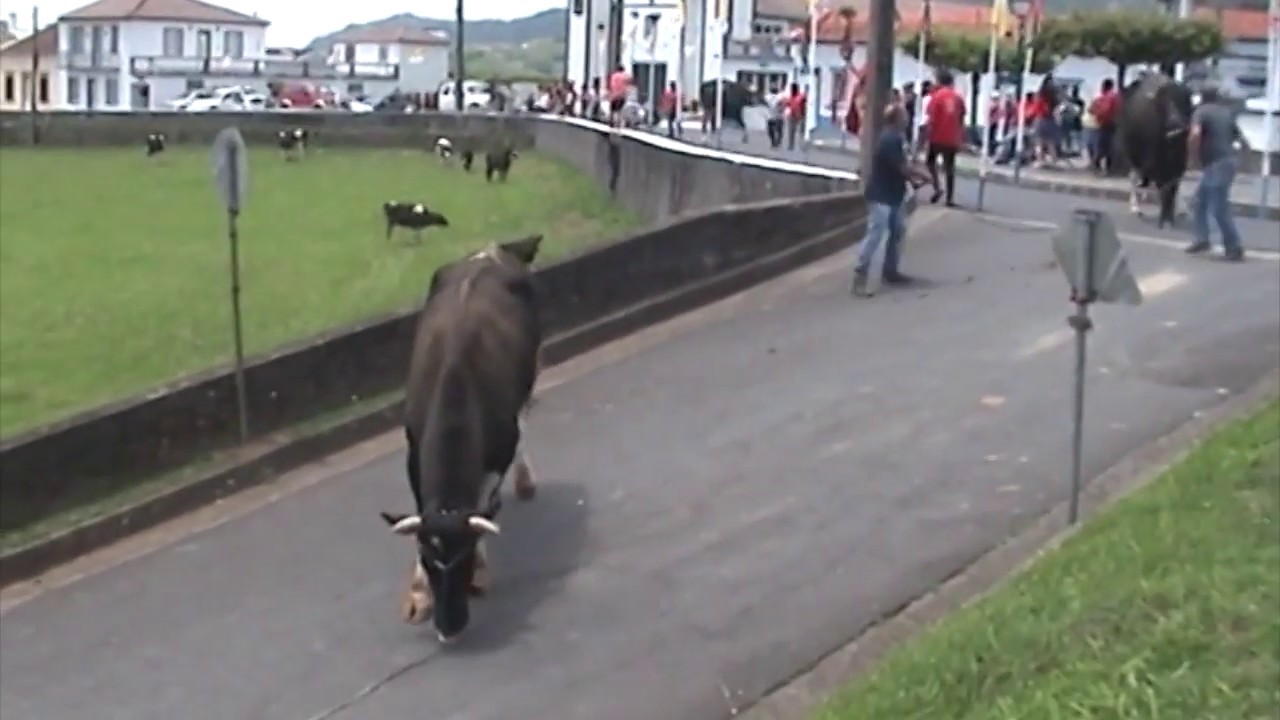 DESFILE DE GADO - MORDOMIA DA LOMBA DO ALCAIDE (2019)
