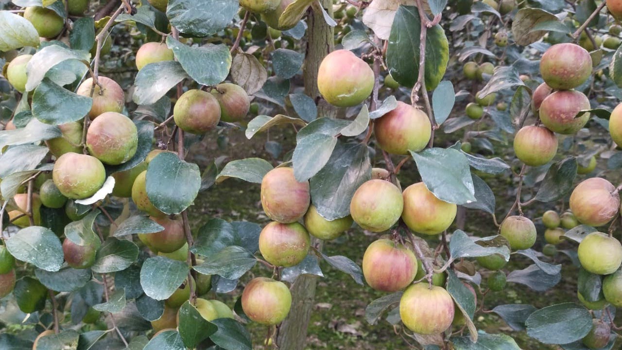 बॉल सुंदरी एप्पल बेर || Ball sundari Apple Ber || Contact Number -7208358287.