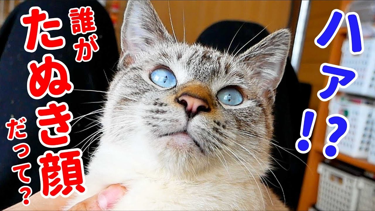 かわいさを自覚している猫がかわいすぎる顔をカメラに見せつけるので、一瞬見せたたぬき顔をサムネにしてやりました