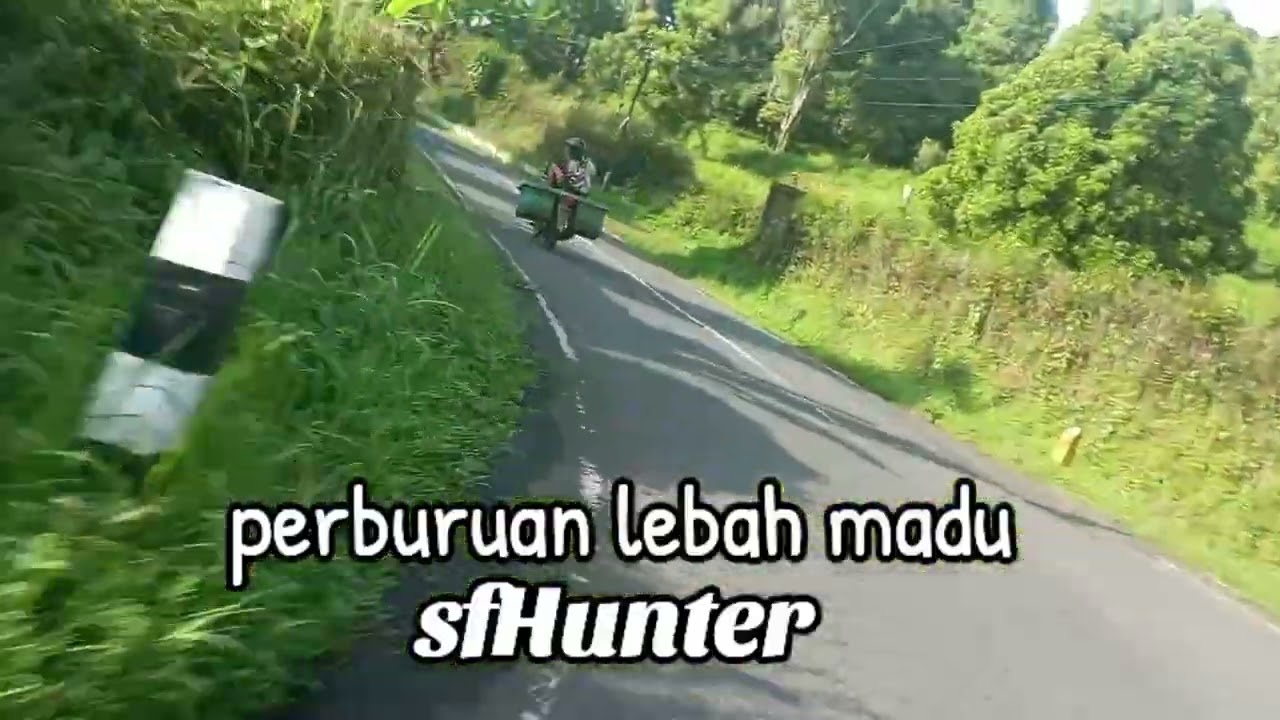 Petualangan perburuan lebah Hutan apisdorsata, gung