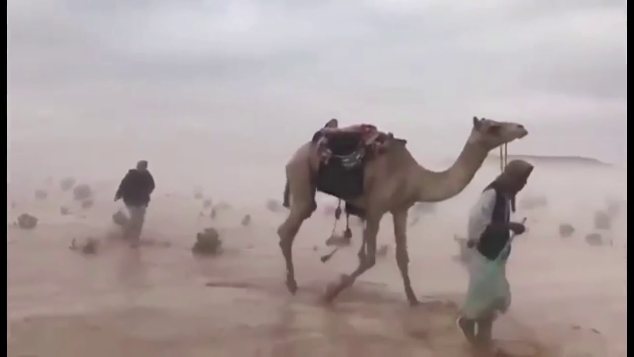 الماعز العارضي(٢٤)الجزء الأول الأضرارالناتجة من نزول المطر على الدواب 🍁
