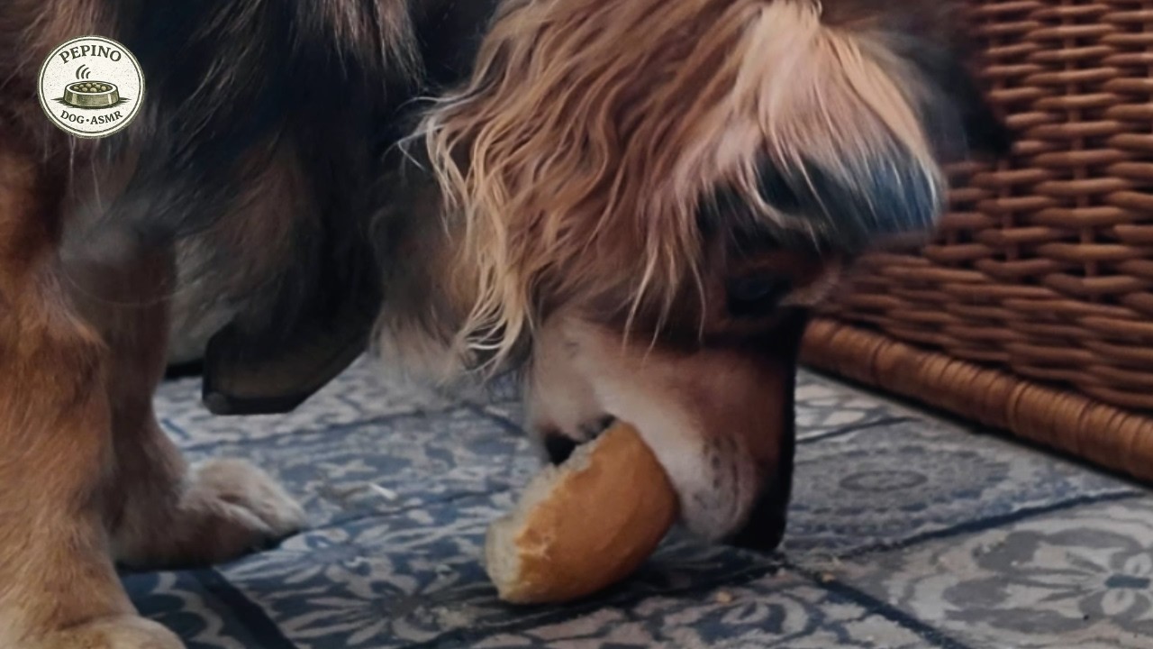 Dog Eating ASMR | Dry Bread Chewing Sounds (Calm & Cozy)