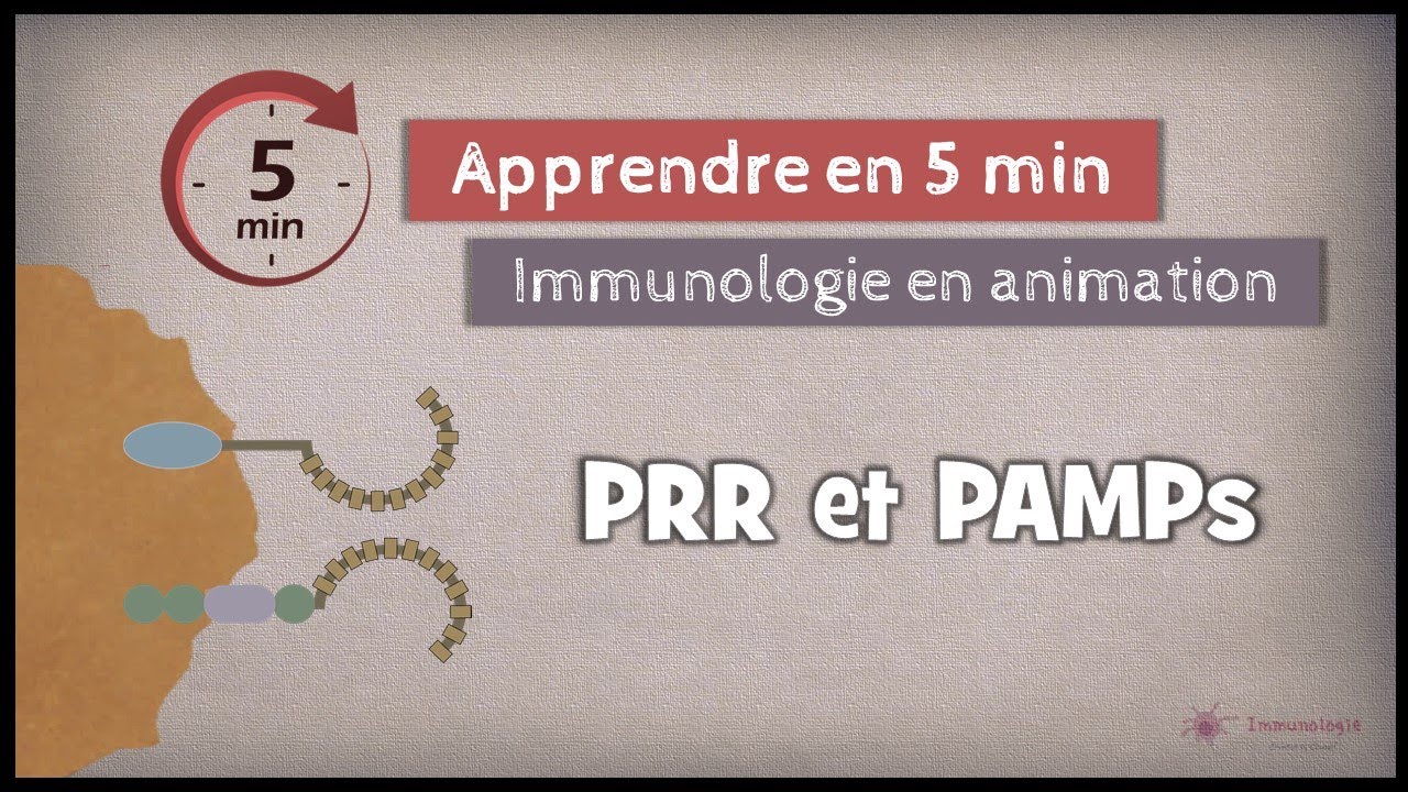 4-3◽Les r&eacute;cepteurs de l'immunit&eacute; inn&eacute;e