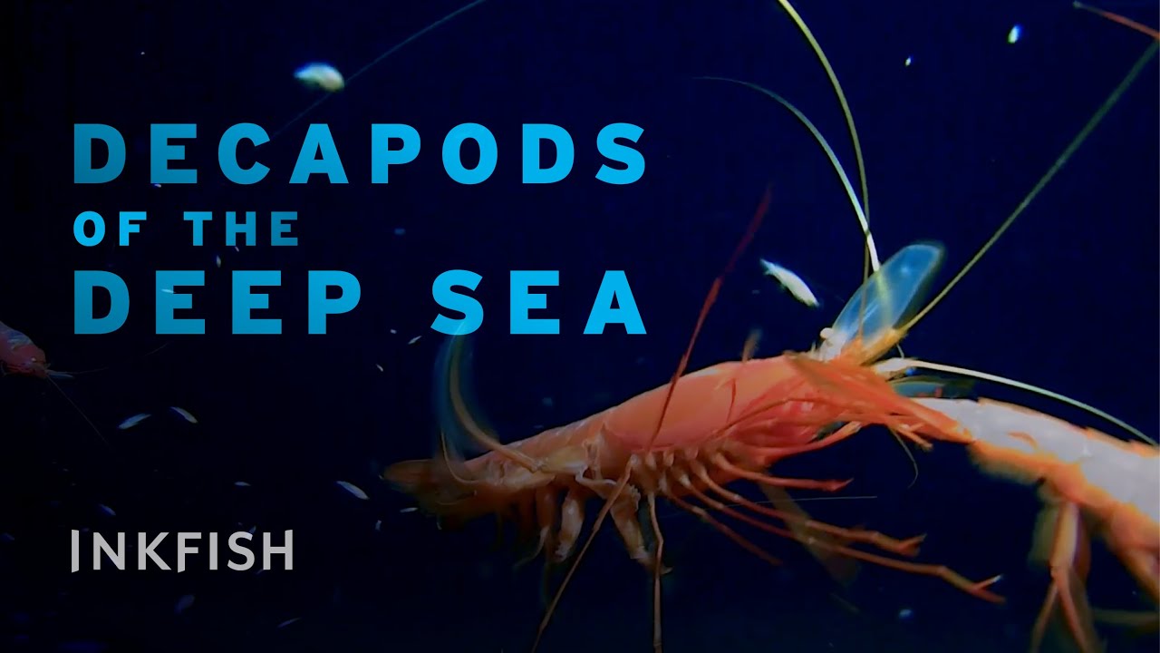 Tonga Trench - Decapods of the #deepsea 🦐🦐🦐