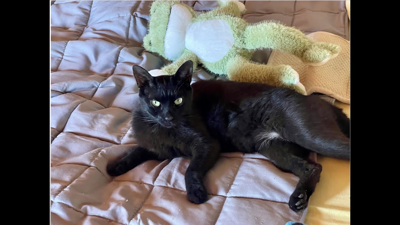 Video 16 – Für unsere Vierbeiner im Rudel