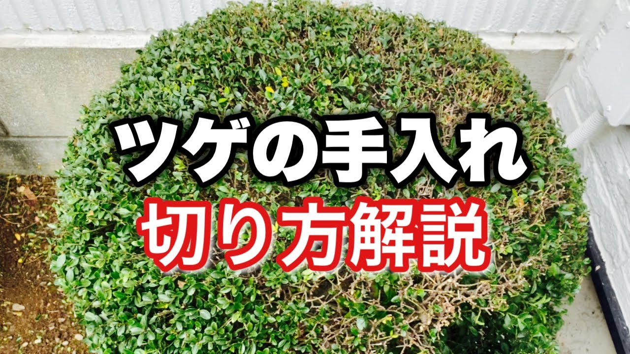 【ツゲの剪定】ツゲの刈り込みを分かりやすく解説