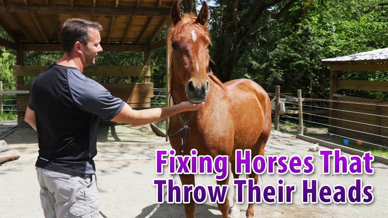 Fixing A Horse That Tosses Their Head Or Throws Their Head