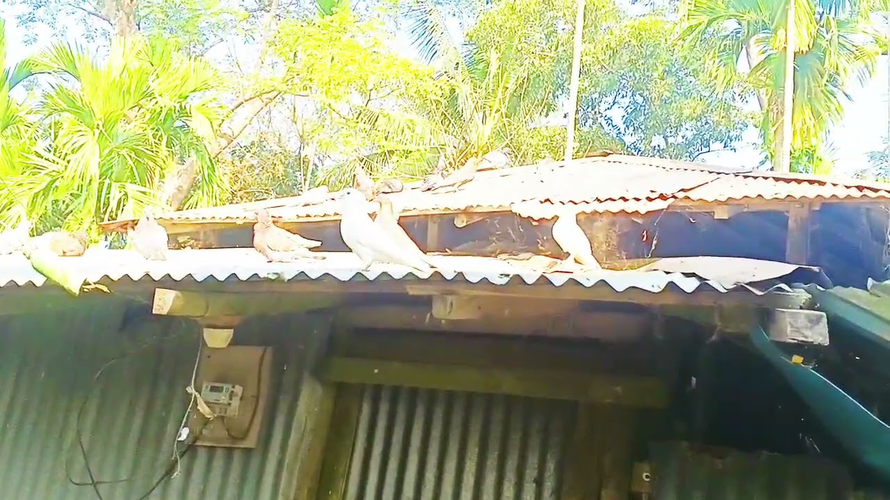 ভোলা লালমোহ #চললেঙ্গুটিয়া 