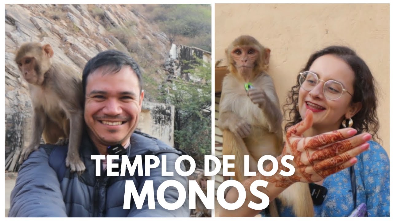 Lo más salvaje que vimos en la India: El templo de los MONOS | India
