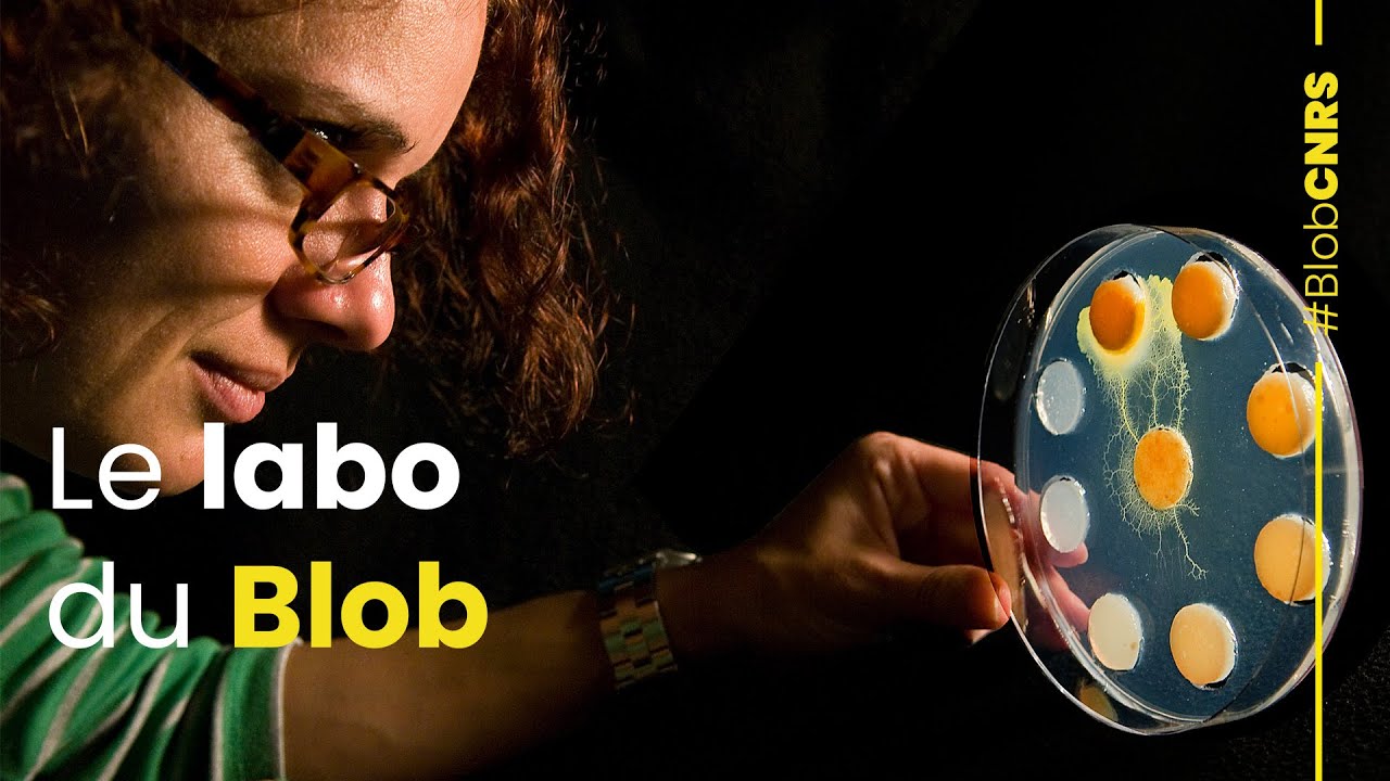 Le labo du Blob | Live CNRS