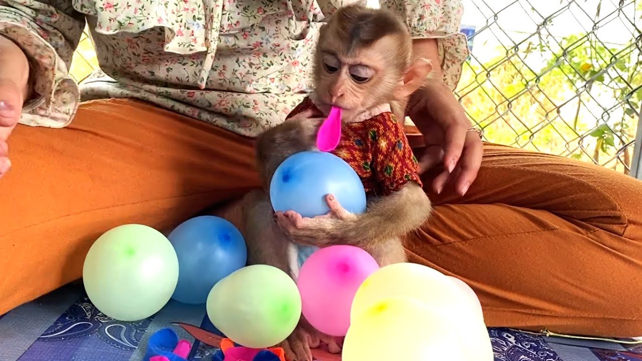 Wow!! The amazing TORO  is playing  balloons with his mom and he really wants to blow them up