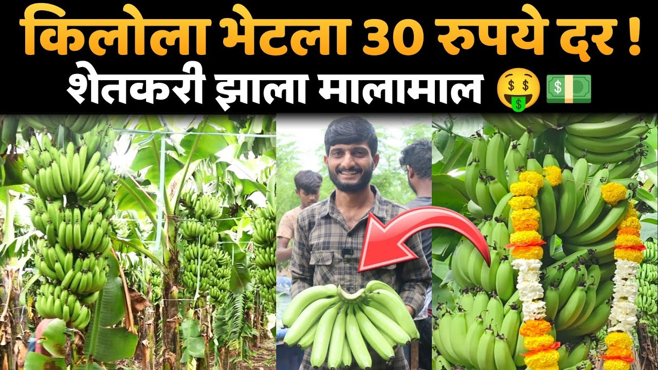 किलोला भेटला 30 रुपये दर।5 एकरात केली होती केळी लागवड।keli lagvad