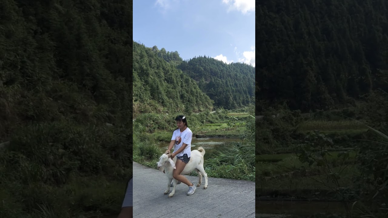 Goat riding fun