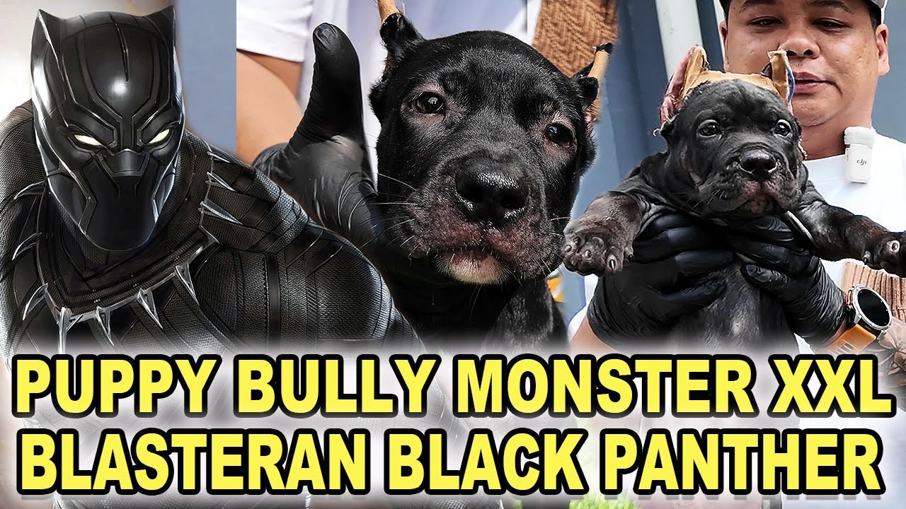 Monster Bully XXL Blasteran Black Panther - Extra Jumbo - Warna Exotic - Jambi SuperBulls