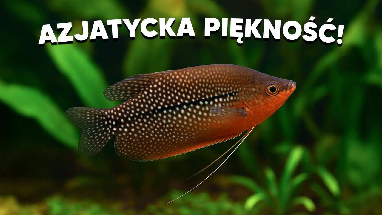 GURAMI - AZJATYCKA PIĘKNOŚĆ W TWOIM AKWARIUM!