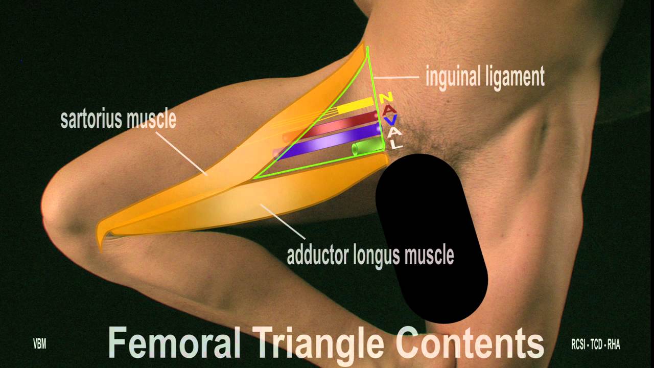 Surface Anatomy -  Anterior Thigh (2D)
