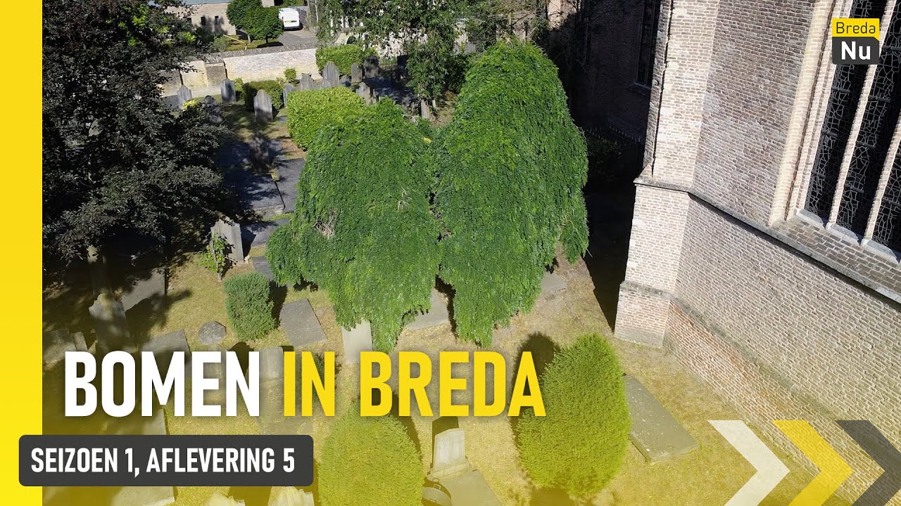 De honingboom op Begraafplaats Oud Ginneken | Bomen van Breda