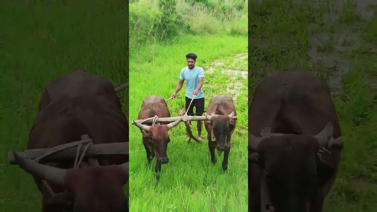 farmer life.. #Jay_Jawan_Jay__Kisan   #travel #love #farmer #lifestyle #indianfarmer