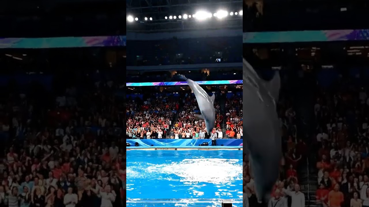 Delfino esegue triplo salto mortale sincronizzato, pubblico in delirio piscina olimpica.
