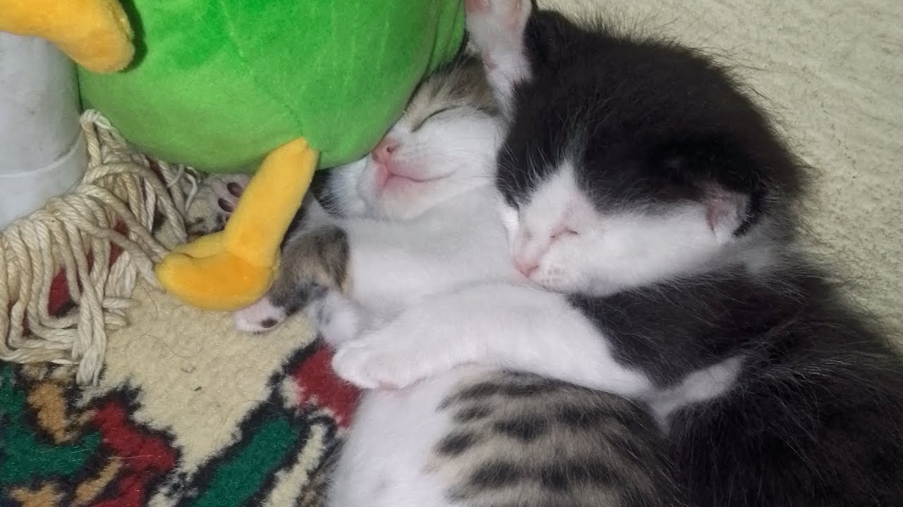 ١٣ فبراير ٢٠٢٦