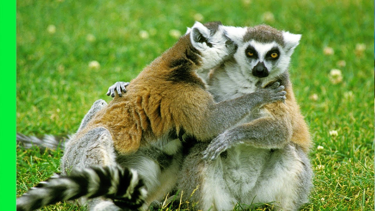 How Do Lemurs Find Love? | Love Nature