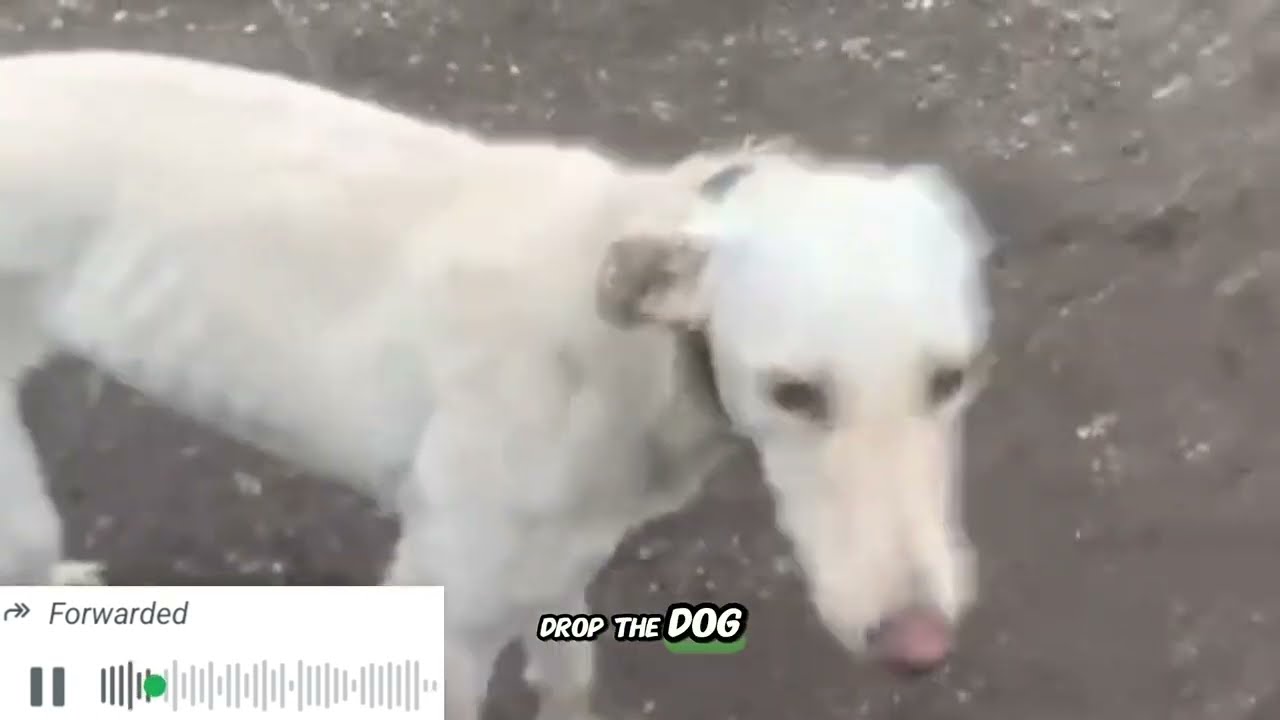 JC McGinley message to the travellers who stole his dog