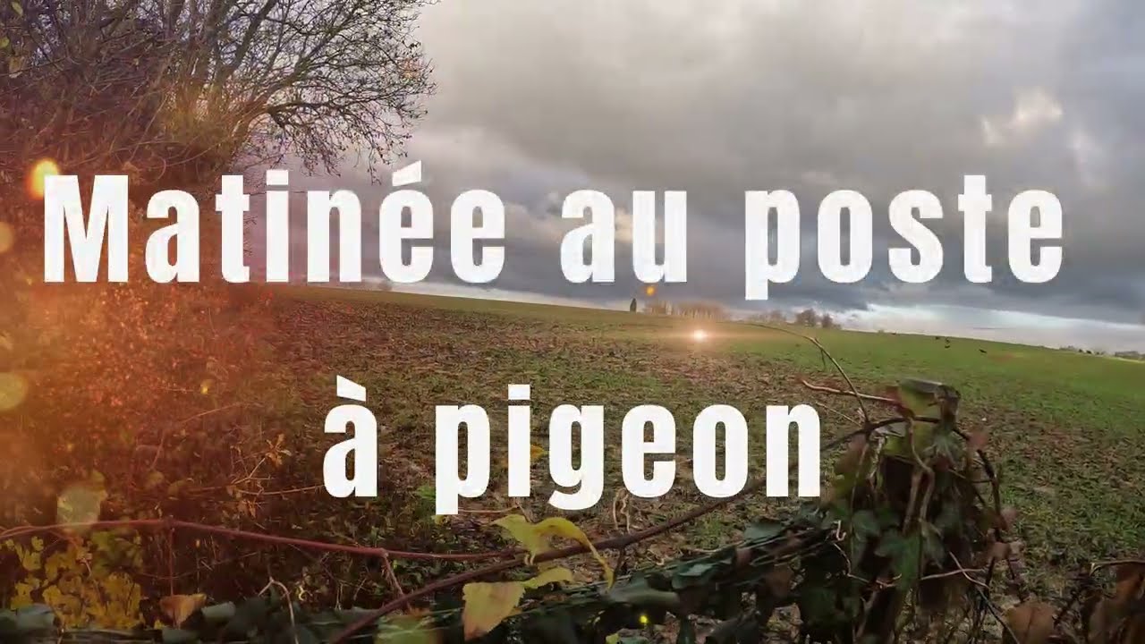 Chasse aux pigeons à l'affût | Chasse petit gibier 2025
