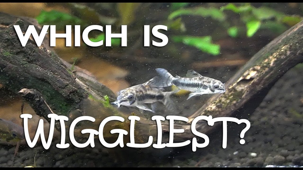 The war of the wiggles-Comparing all three dwarf cory species